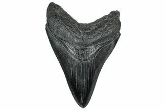 Fossil Megalodon Tooth - South Carolina #310044