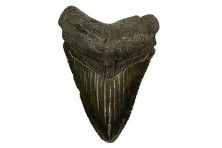 Serrated, Fossil Megalodon Tooth - South Carolina #310081