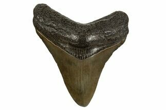 Juvenile Megalodon Tooth - South Carolina #310103