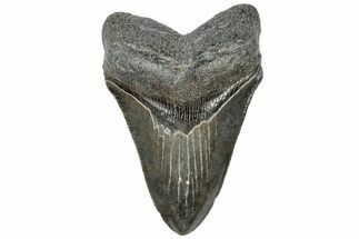 Serrated, Fossil Megalodon Tooth - South Carolina #310050