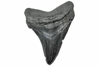 Fossil Megalodon Tooth - South Carolina #310056