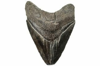 Serrated, Fossil Megalodon Tooth - South Carolina #310072