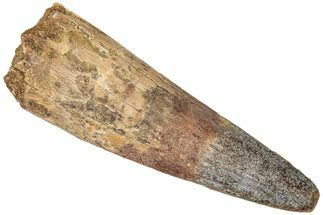 Bargain, Fossil Spinosaurus Tooth - Real Dinosaur Tooth #310161