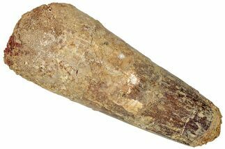 Fossil Spinosaurus Tooth - Feeding Worn Tip #310166