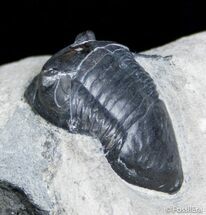 Arched Isotelus From Walcott Rust Quarry #2772