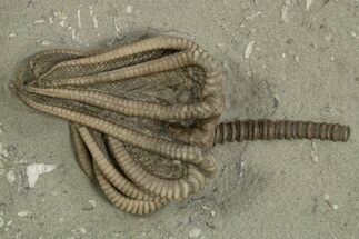 Fossil Crinoid (Agaricocrinus) - Crawfordsville, Indiana #310198