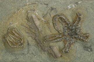 Fossil Crinoid (Macrocrinus) & Starfish Plate - Indiana #310200