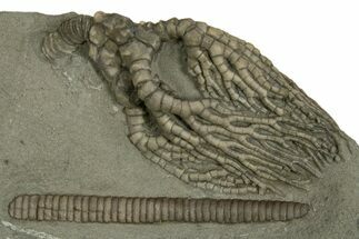 Fossil Crinoid (Cyathocrinites) - Crawfordsville, Indiana #310203