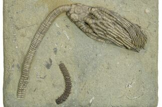 Fossil Crinoid (Cyathocrinites) - Crawfordsville, Indiana #310209