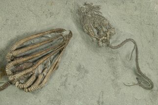 Fossil Crinoid Plate (Two Species) - Crawfordsville, Indiana #310210