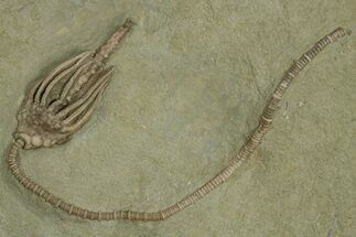 Fossil Crinoid (Macrocrinus) - Crawfordsville, Indiana #310213