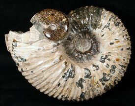 Huge Douvilleiceras Ammonite With Cleoniceras #16922