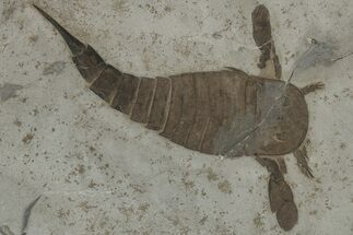 Eurypterus (Sea Scorpion) Fossil - New York #310231