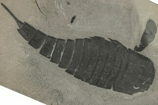 Eurypterus (Sea Scorpion) Fossil - New York #310232