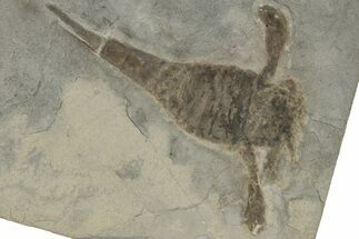 Eurypterus (Sea Scorpion) Fossil - New York #310234