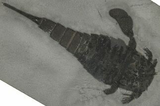 Eurypterus (Sea Scorpion) Fossil - New York #310236