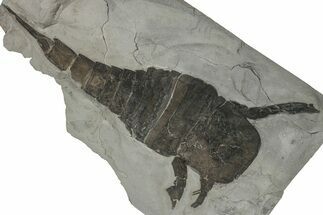 Eurypterus (Sea Scorpion) Fossil - New York #310237