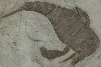 Eurypterus (Sea Scorpion) Fossil - New York #310238