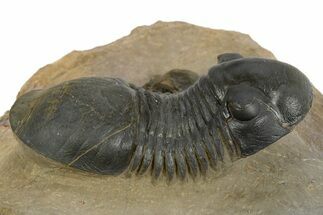 Paralejurus Trilobite With Reedops - Atchana, Morocco #310282