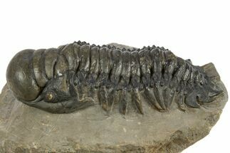 Crotalocephalina Trilobite Fossil - Exposed Hypostome #310283