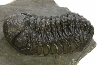 Detailed Morocops Trilobite - Ofaten, Morocco #310274