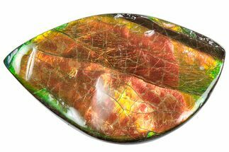 Iridescent Ammolite (Fossil Ammonite Shell) - Red/Green #310318