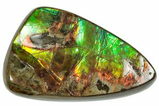 Iridescent Ammolite (Fossil Ammonite Shell) - Red/Green #310321