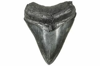 Serrated, Fossil Megalodon Tooth - South Carolina #307654