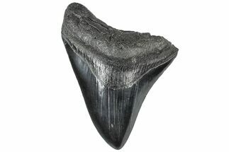 Fossil Megalodon Tooth - South Carolina #307656