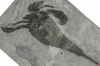 Eurypterus (Sea Scorpion) Fossil - New York #310220