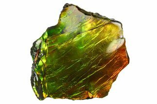 Iridescent Ammolite (Fossil Ammonite Shell) - Rainbow Colored #310341