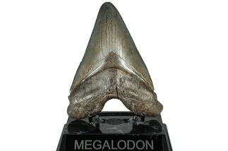 Serrated, Fossil Megalodon Tooth - South Carolina #310396