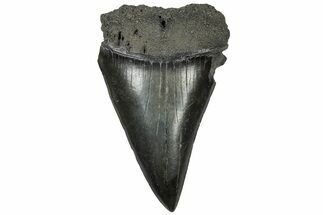 Fossil Broad-Toothed Mako Tooth - South Carolina #310442