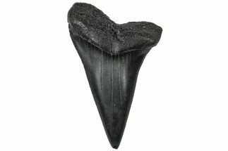 Fossil Broad-Toothed Mako Tooth - South Carolina #310446