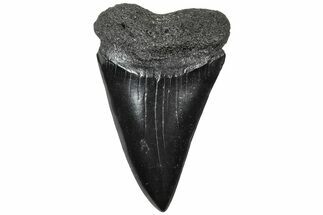 Fossil Broad-Toothed Mako Tooth - South Carolina #310448