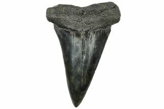 Fossil Broad-Toothed Mako Tooth - South Carolina #310450