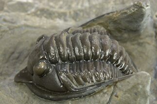 Diademaproetus Trilobite - Ofaten, Morocco #310523