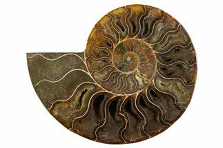 Cut & Polished Ammonite Fossil (Half) - Crystal Pockets #310585