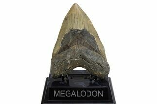 Serrated, Fossil Megalodon Tooth - North Carolina #308586