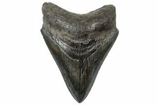 Serrated, Fossil Megalodon Tooth - South Carolina #310429