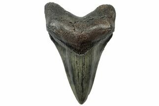 Serrated, Fossil Megalodon Tooth - South Carolina #310430