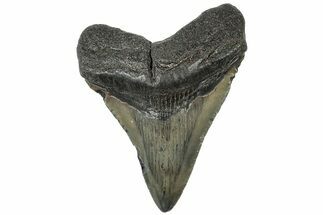 Juvenile Megalodon Tooth - South Carolina #310461