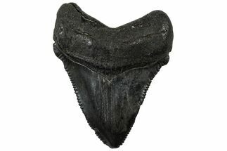 Serrated, Juvenile Megalodon Tooth - South Carolina #310501