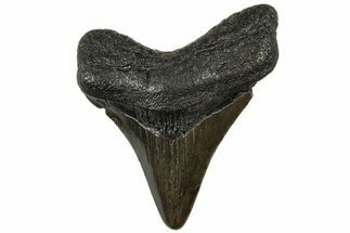 Juvenile Megalodon Tooth - South Carolina #310504