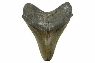 Serrated, Fossil Megalodon Tooth - North Carolina #308571