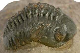 Reedops Trilobite - Atchana, Morocco #310643