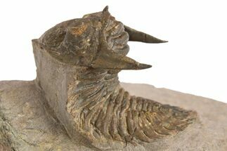 Beautiful Metacanthina Trilobite - Lghaft, Morocco #310620