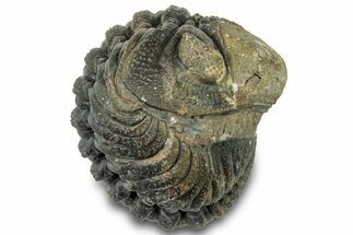 Wide Enrolled Morocops Trilobite - Morocco #310740