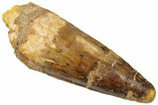 Fossil Spinosaurus Tooth - Real Dinosaur Tooth #310772