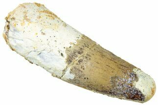 Real Fossil Spinosaurus Tooth - Feeding Worn Tip #310775